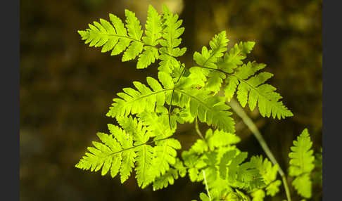 Eichenfarn (Gymnocarpium dryopteris)