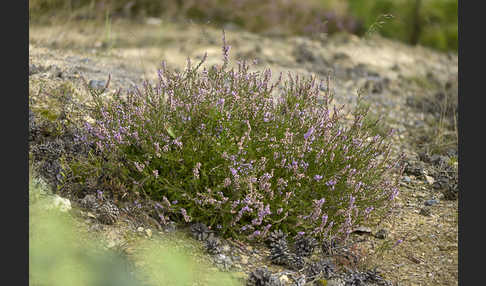 Heidekraut (Calluna vulgaris)