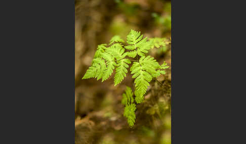 Eichenfarn (Gymnocarpium dryopteris)