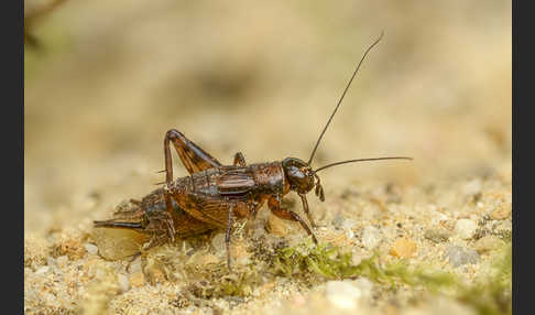 Waldgrille (Nemobius sylvestris)