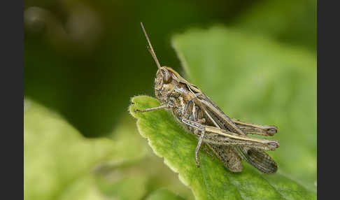 Brauner Grashüpfer (Chorthippus brunneus)