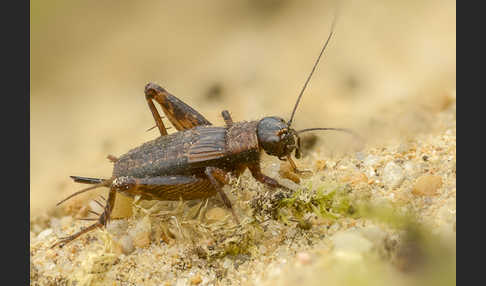 Waldgrille (Nemobius sylvestris)