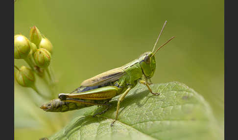 Sumpf-Grashüpfer (Chorthippus montanus)