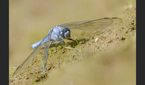 Südlicher Blaupfeil (Orthetrum brunneum)