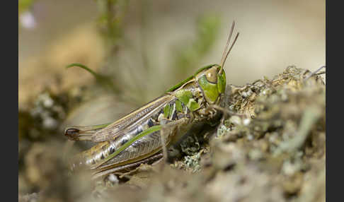 Kleiner Heidegrashüpfer (Stenobothrus stigmaticus)