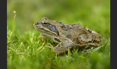 Grasfrosch (Rana temporaria)