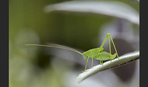 Gemeine Sichelschrecke (Phaneroptera falcata)