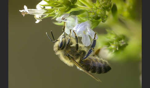 Westliche Honigbiene (Apis mellifera)