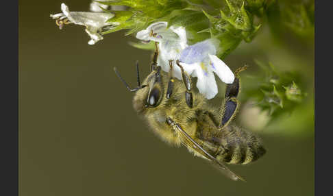 Westliche Honigbiene (Apis mellifera)