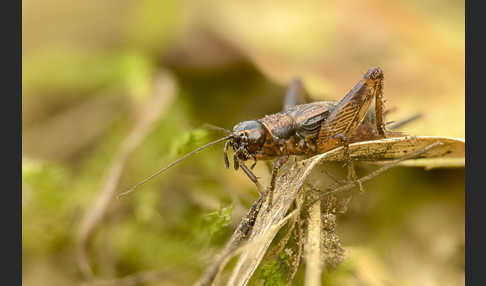 Waldgrille (Nemobius sylvestris)