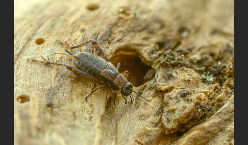 Waldgrille (Nemobius sylvestris)