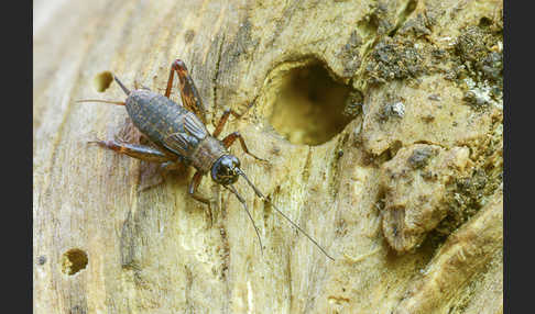 Waldgrille (Nemobius sylvestris)