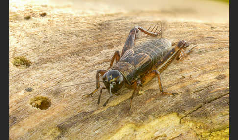 Waldgrille (Nemobius sylvestris)