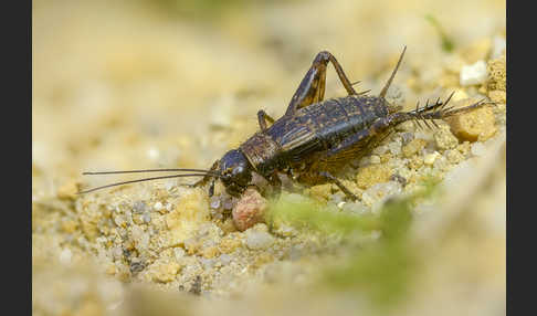 Waldgrille (Nemobius sylvestris)