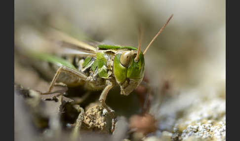 Kleiner Heidegrashüpfer (Stenobothrus stigmaticus)