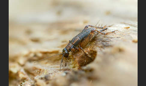 Waldgrille (Nemobius sylvestris)