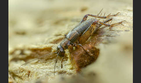 Waldgrille (Nemobius sylvestris)