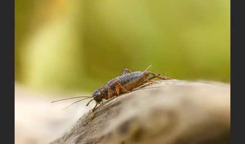 Waldgrille (Nemobius sylvestris)