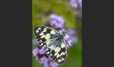 Schachbrett (Melanargia galathea)