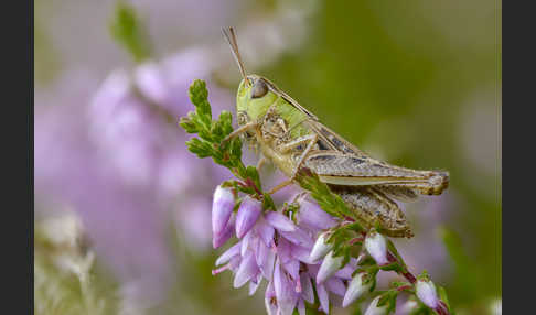 Kleiner Heidegrashüpfer (Stenobothrus stigmaticus)