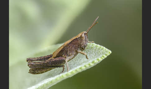 Nachtigall-Grashüpfer (Chorthippus biguttulus)