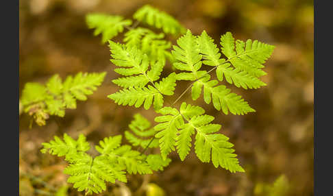 Eichenfarn (Gymnocarpium dryopteris)