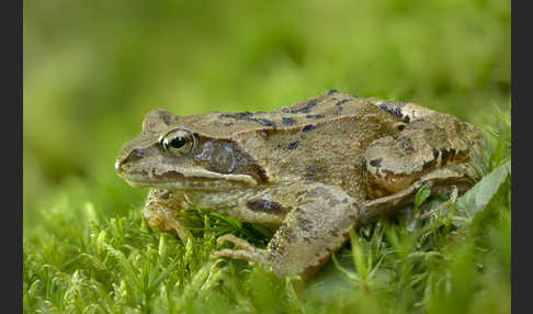 Grasfrosch (Rana temporaria)