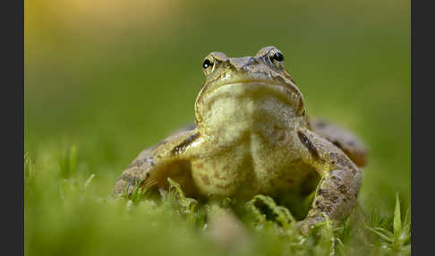 Grasfrosch (Rana temporaria)