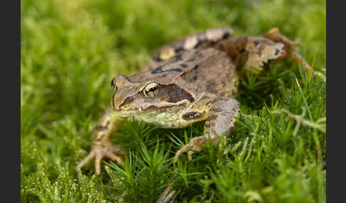 Grasfrosch (Rana temporaria)