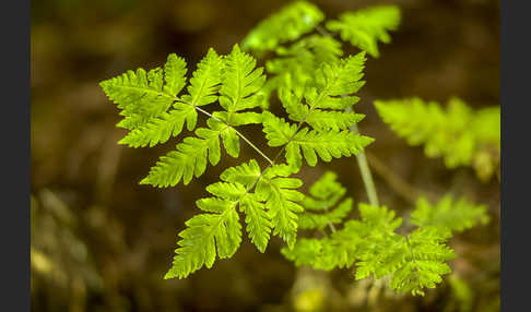 Eichenfarn (Gymnocarpium dryopteris)