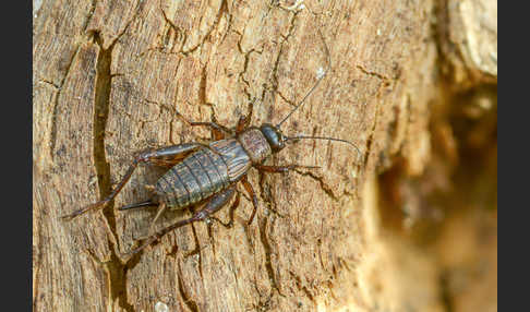 Waldgrille (Nemobius sylvestris)