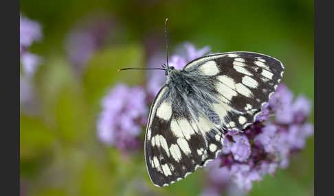 Schachbrett (Melanargia galathea)