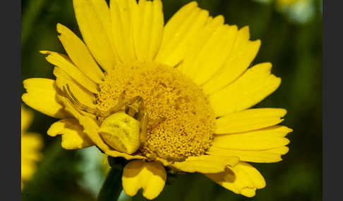 Gehöckerte Krabbenspinne (Thomisus  onustus)