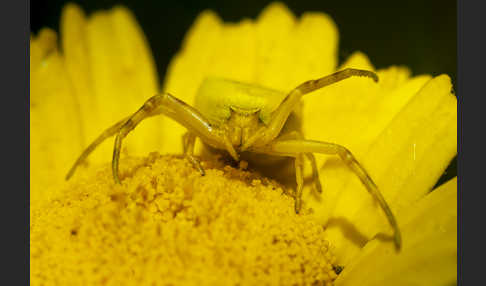 Gehöckerte Krabbenspinne (Thomisus  onustus)