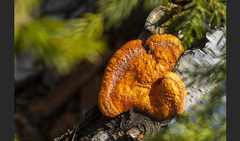 Zinnoberrote Tramete (Pycnoporus cinnabarinus)