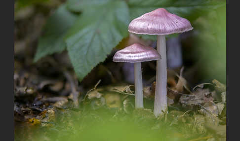 Gemeiner Rettichhelmling (Mycena pura)