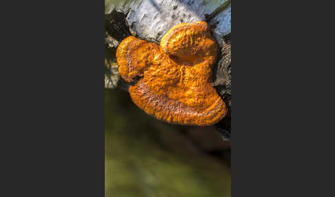 Zinnoberrote Tramete (Pycnoporus cinnabarinus)