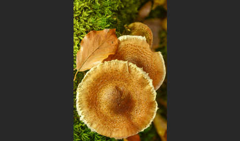 Dunkler Hallimasch (Armillaria ostoyae)