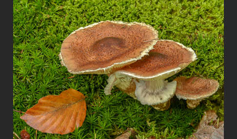 Dunkler Hallimasch (Armillaria ostoyae)