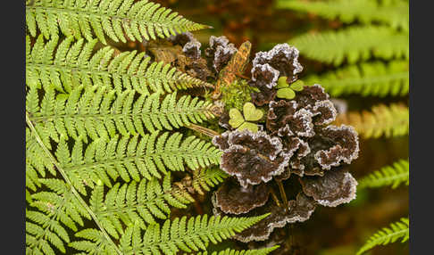 Erdwarzenpilz (Thelephora terrestris)