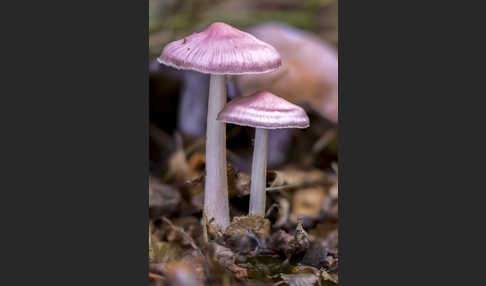 Gemeiner Rettichhelmling (Mycena pura)