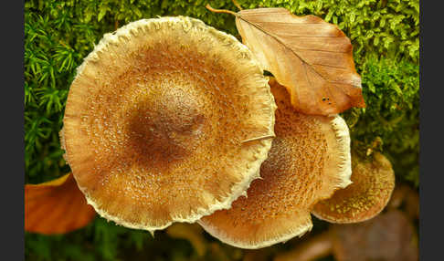 Dunkler Hallimasch (Armillaria ostoyae)