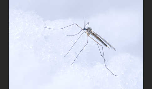 Wintermücke (Trichoceridae spec.)