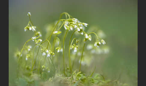 Frühlings-Hungerblümchen (Draba verna)