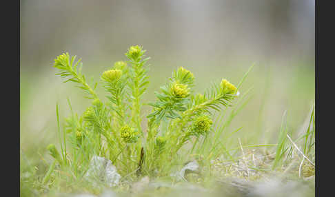 Zypressen-Wolfsmilch (Euphorbia cyparissias)