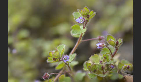 Efeublättriger Ehrenpreis (Veronica hederifolia)