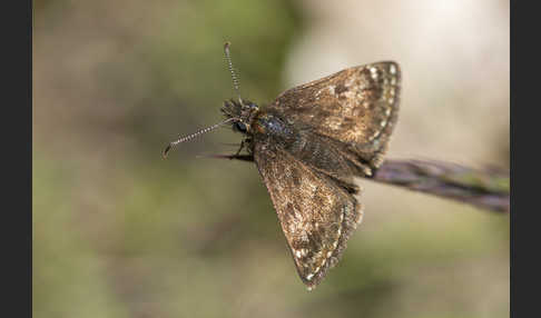 Dunkler Dickkopffalter (Erynnis tages)