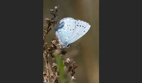 Faulbaumbläuling (Celastrina argiolus)