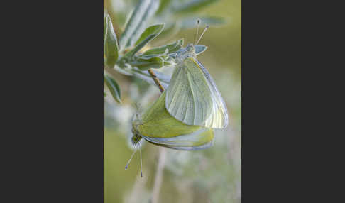 Kleiner Kohlweißling (Pieris rapae)