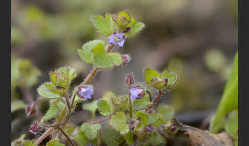 Efeublättriger Ehrenpreis (Veronica hederifolia)